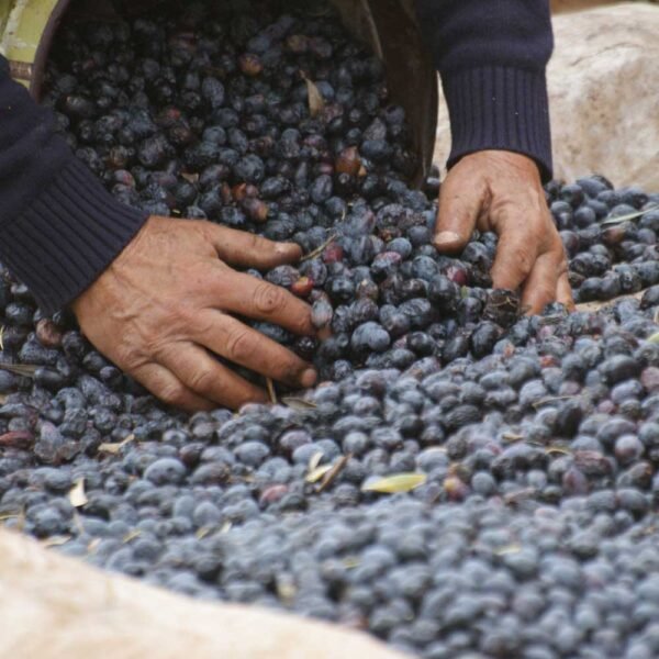 Zeytin
